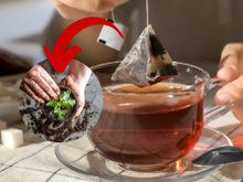 Você sabia que seu saquinho de chá usado pode virar um superfertilizante para suas plantas?