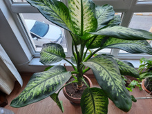 Minha mãe sempre colocou comigo-ninguém-pode perto da porta — só depois entendi o motivo