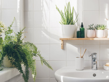 Espalhe plantas em toda a sua casa, inclusive nos banheiros: 5 opções para cultivar e dar mais vida a esse cômodo