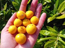 A fruta brasileira pouco conhecida que tem 'casca cabeludinha', polpa suculenta e que você precisa provar nessa primavera