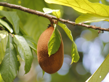 A fruta subestimada que poucos conhecem e que aumenta a energia em minutos, sem esforço