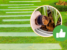 Por que os jardineiros estão polvilhando canela em pó nos gramados?