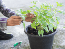 Uma vez por semana é suficiente: TudoGostoso ensina o que fazer para seu manjericão produzir uma montanha de folhas