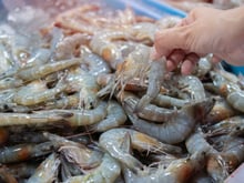 Quase tudo contaminado: 90% do camarão pescado nesse litoral está infectado, saiba riscos!