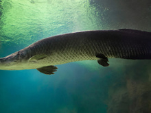 Como a IA está ajudando a salvar milhares de filhotes de peixe pirarucu em viveiros no Brasil