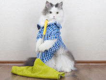 Esses são os produtos que você não deve usar para limpar a casa se tem pets; veja as melhores substituições