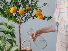 Jardineiro revela os segredos para cultivar tangerina em vaso: plante em casa e coma essa deliciosa fruta sempre que tiver vontade