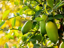 A árvore que produz uma das frutas cítricas mais caras do mundo: como cultivá-la em casa e colher "caviar" de um vaso