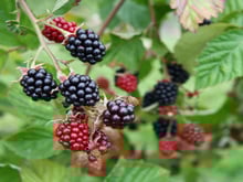 Uma planta com 22 vezes mais cálcio do que o leite de vaca: o chá dessa folha vai aumentar sua imunidade e fortalecer os ossos