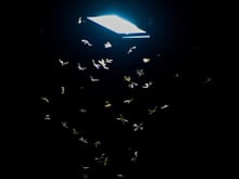 Época dos bichinhos de luz: saiba por que eles aparecem, se fazem mal à saúde e como evitá-los em casa