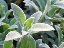 Plantas alimentícias não convencionais: saiba mais sobre as PANCs