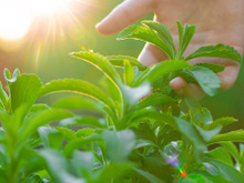 Fácil de cultivar, folha que adoça 300 vezes mais que o açúcar (e não tem calorias!) cresce em qualquer cantinho da sua casa