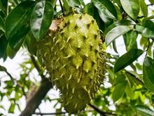 Muito além da fruta: você vai se surpreender com o que a folha de graviola pode fazer pela sua saúde