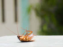 Adeus baratas: o remédio caseiro feito com apenas 3 ingredientes pode eliminar esses insetos de uma vez por todas
