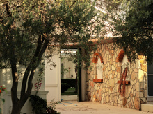 Esta planta elimina todas as baratas da casa de uma vez