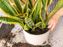 Meu jardineiro ensinou a colocar um ramo de alecrim na minha da Espada-de-São-Jorge e agora minha planta está muito mais forte!
