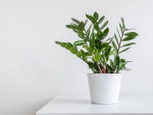 Não bate sol na minha casa, mas isso não me impediu de ter plantas porque essas 10 espécies adoram sombra