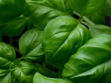 Manjericão: os principais benefícios dessa erva