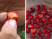 Não é só na goiaba: larva da mosca-da-fruta também dá em acerola, pitanga, jabuticaba e siriguela