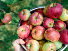 6 coisas que acontecem no corpo quando você come uma maçã por dia