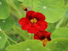 Essa planta com flor colorida e comestível cresce em qualquer quintal e é um poderoso anti-inflamatório natural