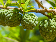 A queridinha dos quintais pequenos: fruta cremosa, nutritiva e fácil de manter