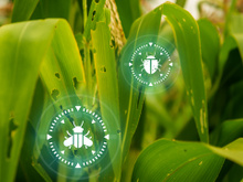 Mate as pragas da sua horta em 10 minutos: "Eu fiz essa receita pra minha pimenteira e acabou servindo pra todas as plantas!"