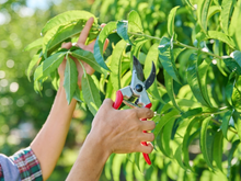 Essas são as quatro árvores que precisam de poda em janeiro se você quiser um jardim bonito o ano inteiro