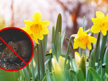 Adeus aos ratos em casa: planta mantém os roedores longe para sempre e ainda decora o ambiente