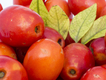 A planta fácil de cultivar em casa que dá muitos frutos e ajuda a diminuir o colesterol