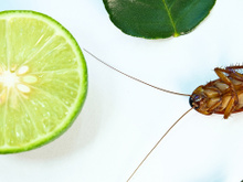 Não jogue restos de limão fora! Eles podem espantar as baratas da sua cozinha, veja como!