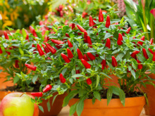 Nunca mais faltou pimenta na minha casa depois que eu passei a cultivar no meu jardim