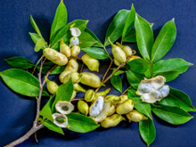 Fruta pouco conhecida é uma grande aliada do fígado e do intestino e pode ser aproveitada em suas folhas, sementes e polpa