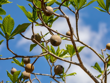 Frutinha de nome curioso, conhecida como "corante natural", costuma passar batida em centros urbanos, mas surpreende com benefícios que quase ninguém imagina