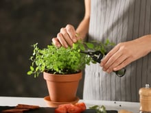 Um especialista me ensinou essas dicas para o orégano crescer mais rápido e perfumado