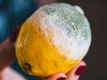 Ninguém esperava esse truque contra ratos: um limão mofado às vezes é suficiente para proteger a sua casa