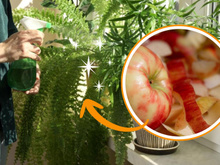 Veja como a casca de maçã pode revitalizar sua samambaia; aprenda o melhor jeito