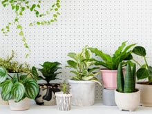 Aqui estão as 4 plantas que nunca devem ser colocadas dentro de casa e os motivos