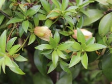 A indústria farmacêutica não quer que você saiba, mas essa planta é milagrosa e você pode plantar em casa: veja como cultivar e consumir