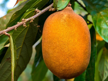 Cupuaçu: conheça os benefícios de comer a fruta todos os dias