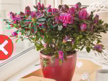 Adeus, calor! Essa planta refresca o ambiente e ainda deixa toda a sua casa perfumada