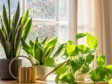 3 plantas para cultivar em apartamentos; elas adoram uma boa sombra!