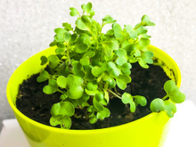 Aprendi como plantar mostarda em casa com um amigo apaixonado por jardinagem: pode ser num vaso ou canteiro