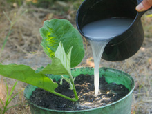 O que acontece se você regar as plantas com a água de arroz: uma descoberta feita por jardineiros japoneses