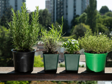 Parei de comprar alguns temperos depois que comecei a plantar estas 3 ervas aromáticas em casa: elas podem ser usadas na cozinha