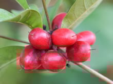 Fruta mais doce do mundo parece uma sobremesa e você pode cultivar em casa de um jeito muito fácil