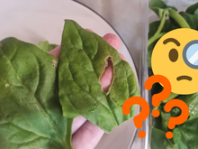 Tem um furo no espinafre! Pode comer a folha ou faz mal à saúde?