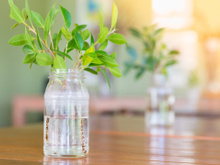 Nem adubo, nem terra: essas são as melhores ervas para cultivar na água