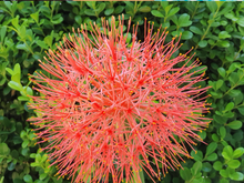 Planta Estrela de Natal: como cuidar e cultivar a Haemanthus, que ficará linda na sua decoração natalina