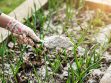 Se você fizer churrasco, não jogue as cinzas fora: elas são um tesouro que deixa as plantas mais saudáveis